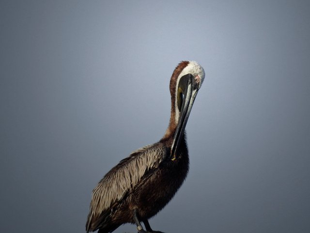 pelicans5FINAL.jpg