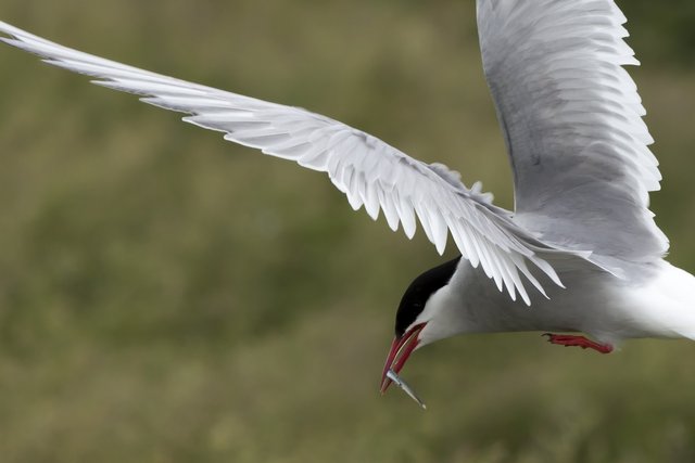 arctic-tern-1249248_1920.jpg