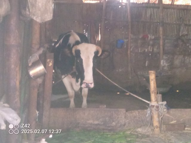 IMG_20250207_123719_172.jpg