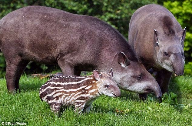 tapir4.jpg