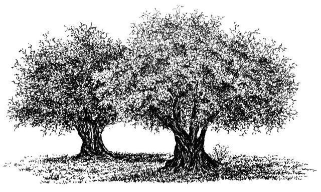 overlapping-olive-trees-pen-drawing.jpg
