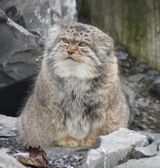 ein-manul-aus-zentralasien-e6ed6044-939a-438e-85e1-000c4c6fd4c4.jpg