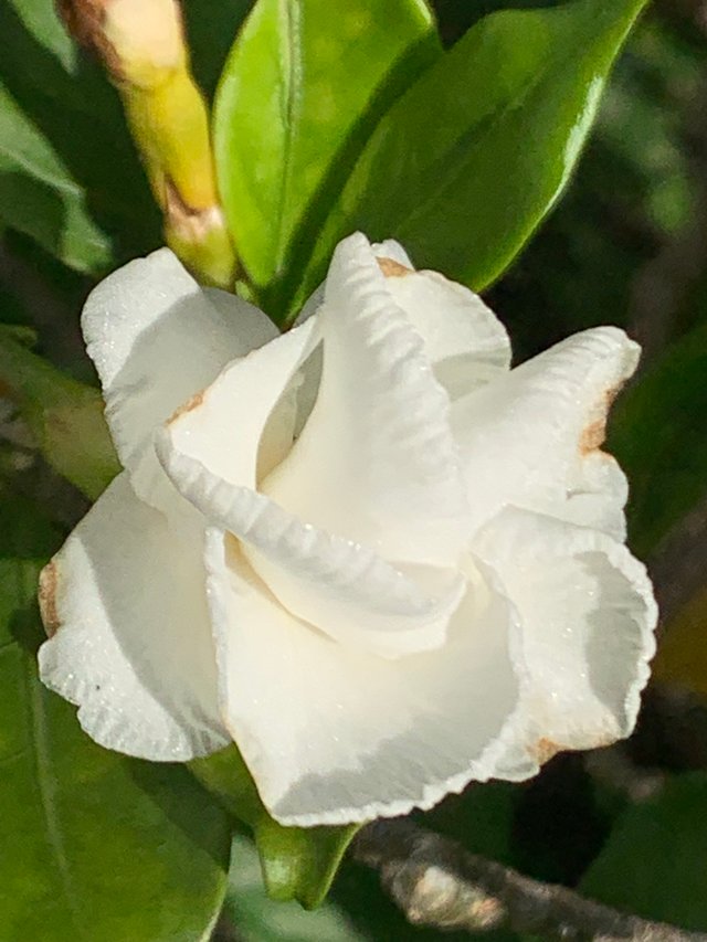 flower113.jpg