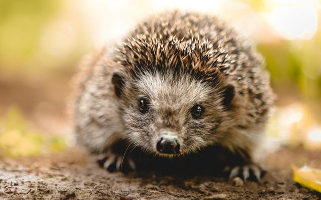 91985-igel-hintergrundbilder-1920x1200-fuer-computer.jpg