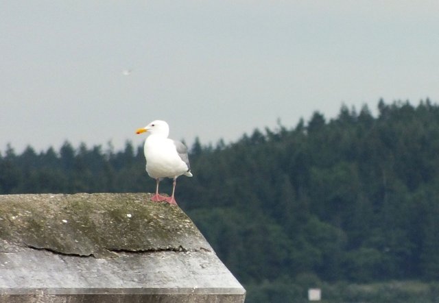 RD-X021-BolardGull.JPG