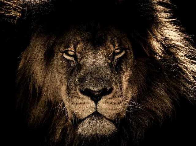 african-lion-2888519_960_720 Wild frei.webp