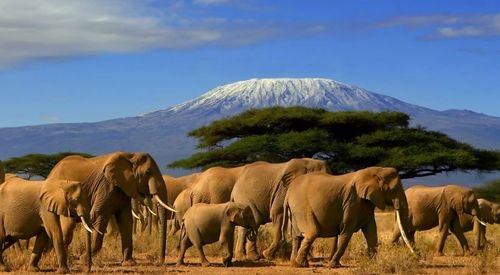 Amboseli-National-Park-elephants.jpg