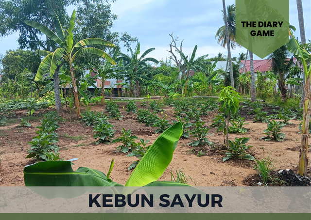 Kebun Sayur.png