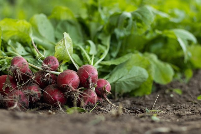 garden-radish-7300875_1280.jpg