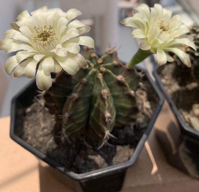 cacti29.jpg