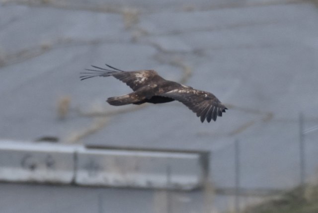 GOEA_9866 2019-03-24 Gorge Rd, Chelan.JPG