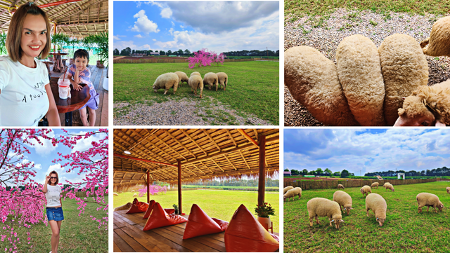 From Grass to Grazing: A Relaxing Day at the Farm 🍃🐏