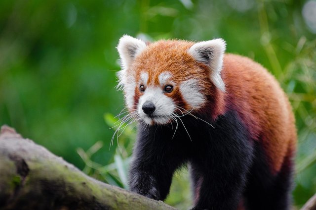 red-panda-1851661_1280.jpg