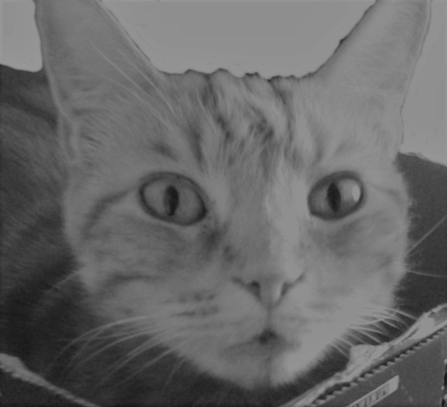 Cat Photography, B&W Tammy Funny , May 16 2017.jpg