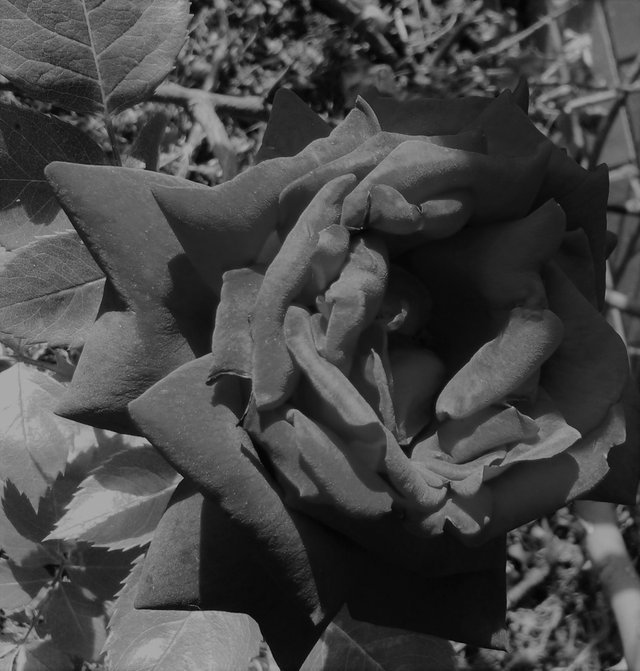 Flower Photography B&W, Star Rose Close-up, May 21 2017.jpg