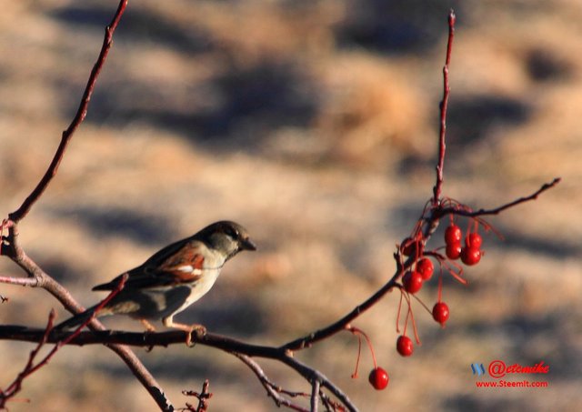 House Sparrow IMG_0201.JPG