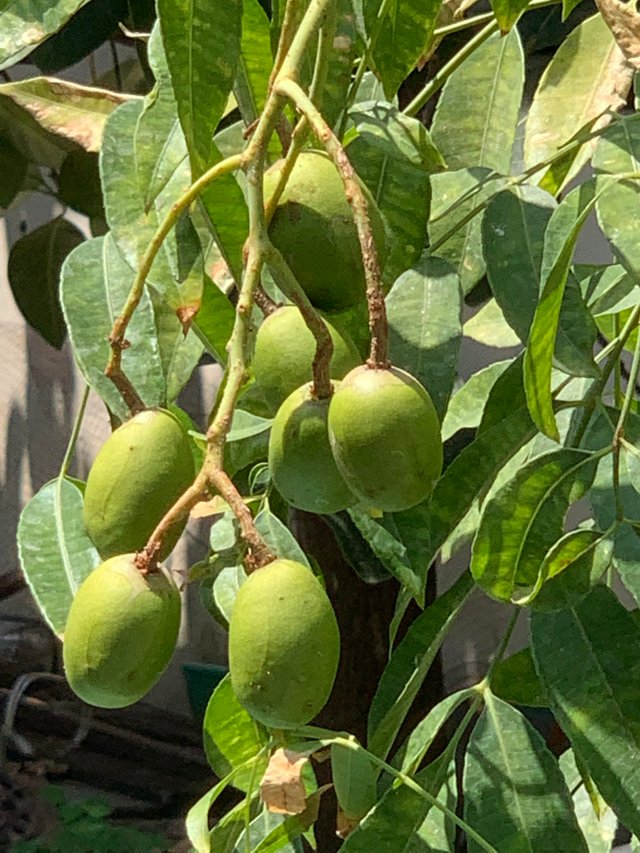 fruit3.jpg