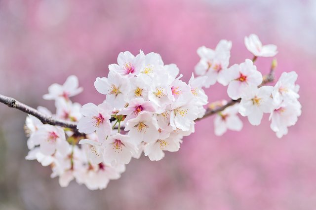 cherry-blossoms-2218781_1280 (1).jpg