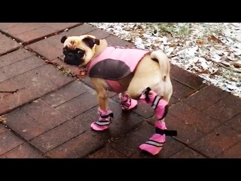 Dogs-Try-Booties-For-The-First-Time.jpg