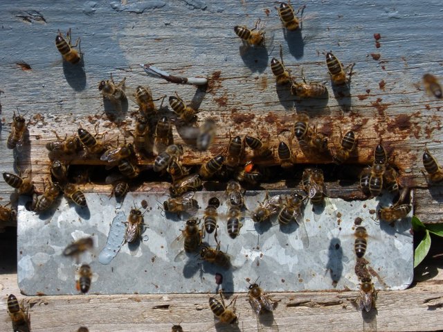 diaper_arna_bees_nest_honey-1043034 (2).jpg