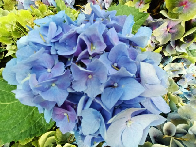 Hydrangea.jpg