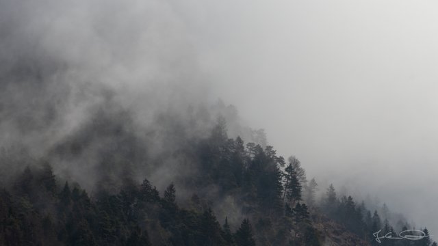 2019-03-09-Foggy-Forest-04.jpg