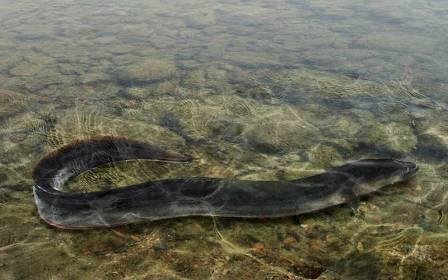 anguila LARGA.jpg
