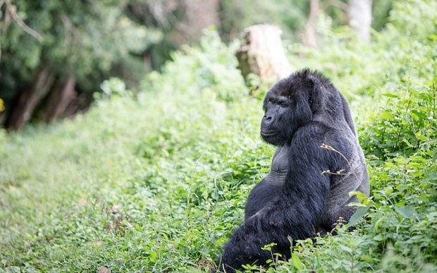 5 Ways of Travelling to Rwanda on a Budget.jpg