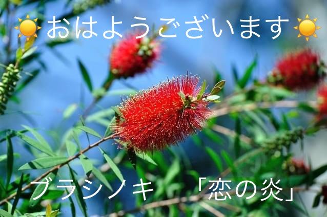 ブラシノキ 金宝樹 の花言葉 Steemzzang