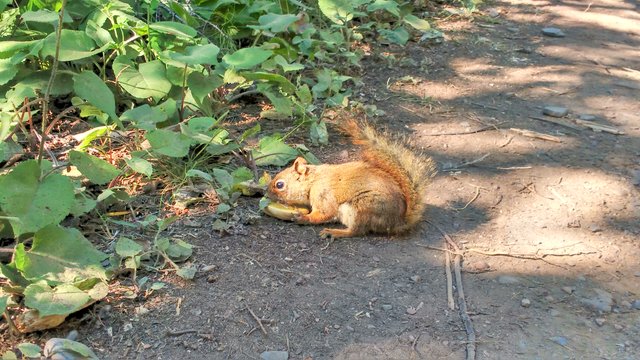 Sleeping Giant Squirrel 2.jpg