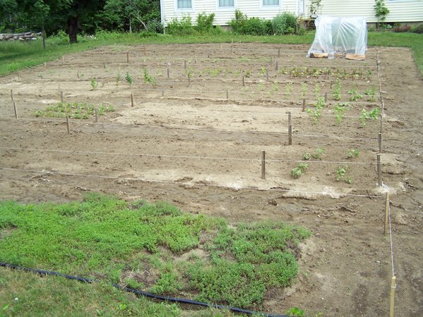 New Herb garden - all planted5 crop June 2016.jpg