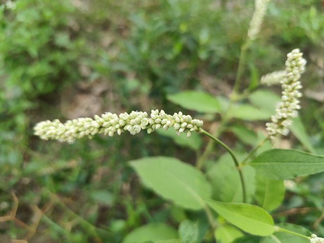 IMG_20250604_090634_1.jpg