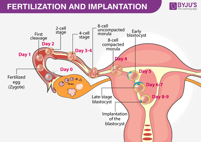 fertilization-and-implantation.png