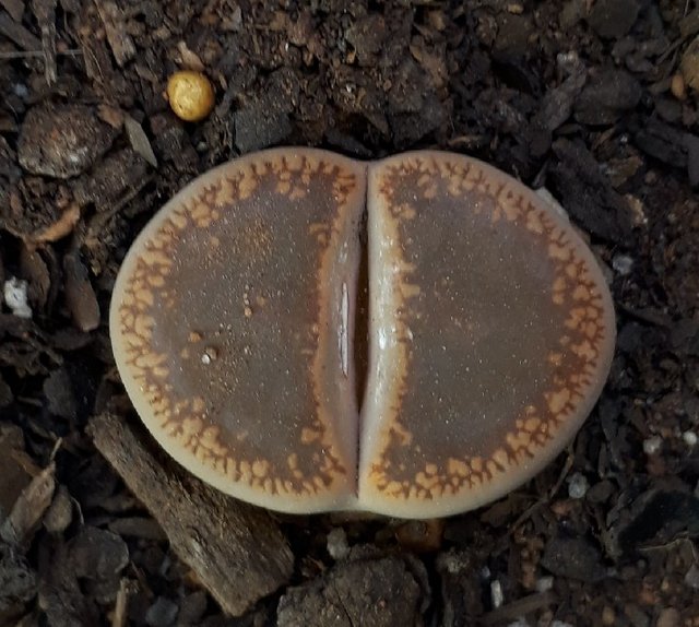 Lithops5.jpg