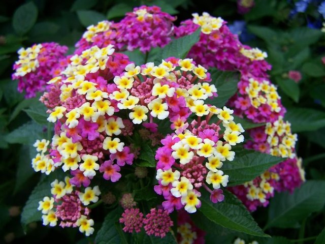 Lantana-1024x768.jpg