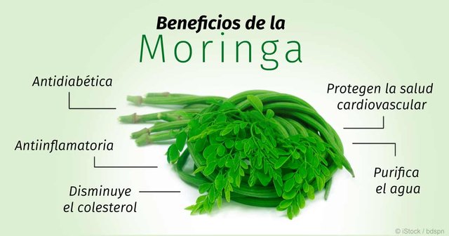 beneficios-de-la-moringa-fb.jpg