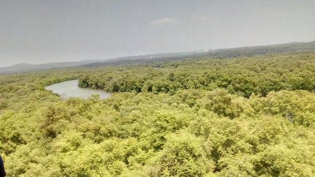 mangrove1mpkd26051.jpg