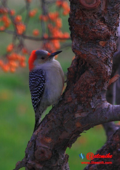 Red-bellied Woodpecker PFW018.jpg