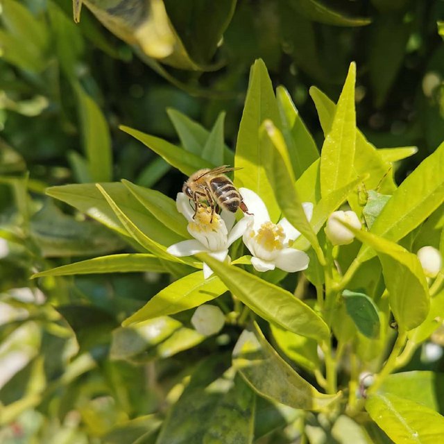 Honey Bee (3).jpg