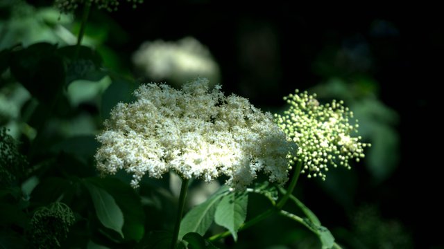 DSC00735.jpg