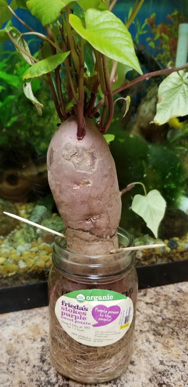 20190117_220852 - Frieda's Stokes Purple Sweet potato - Mother Plant after pruning.jpg