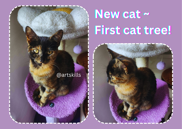 New cat ~ First cat tree!.png