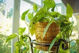 indoor plants1.jpg