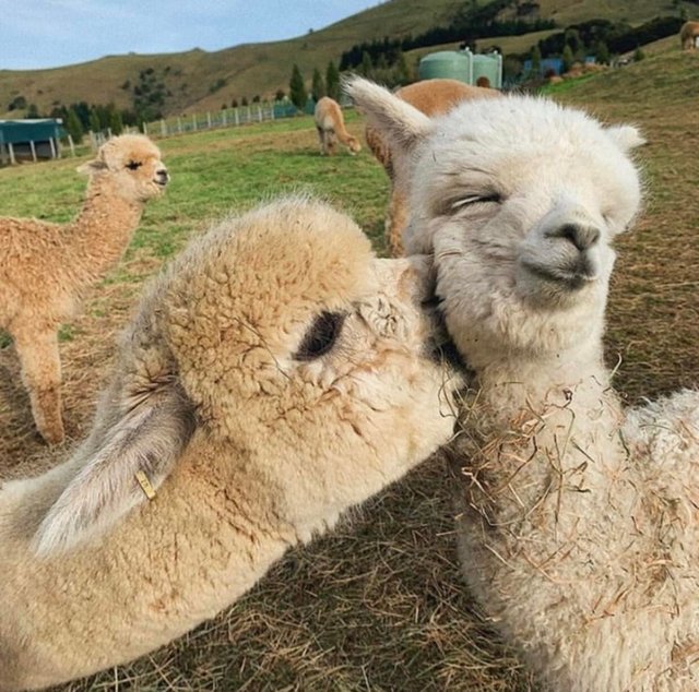 alpacas.jpeg