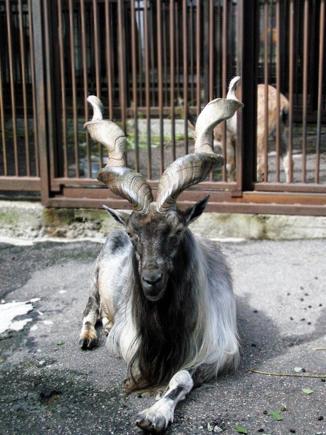 markhor-2232084_1920.jpg