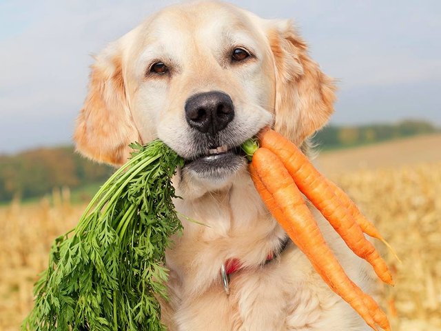 Google-Alimentos-animais-foto-principal.jpg