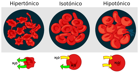 553px-Osmotic_pressure_on_blood_cells_diagram-es.svg.png
