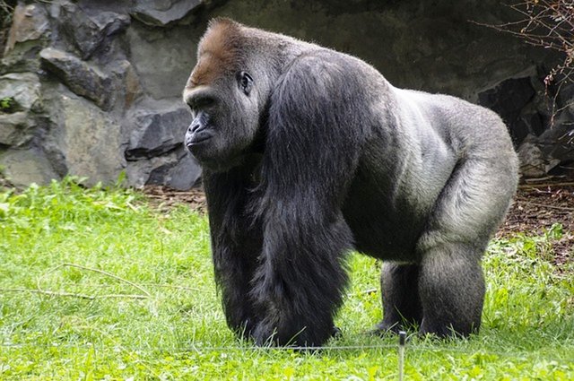 gorilla-4547188_640.jpg