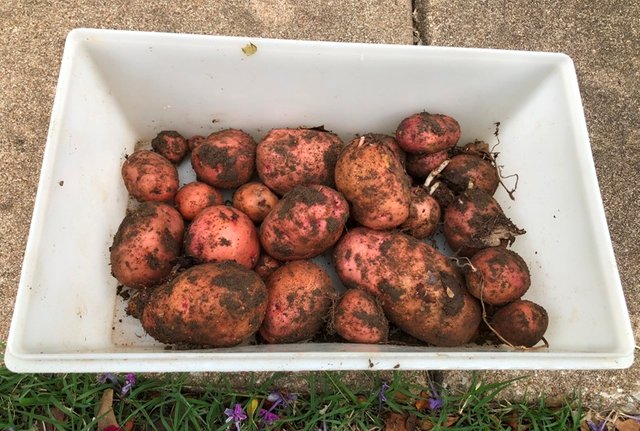 Potato Harvest -- 2nd digging.jpg