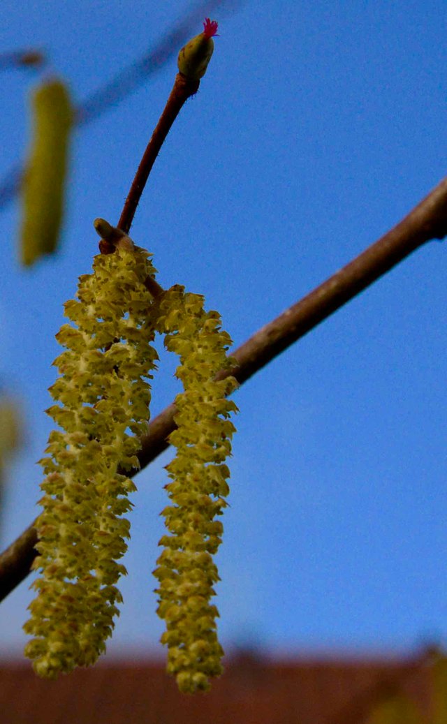 DSC_9865.jpg